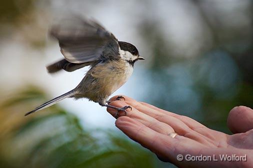 Worth Two In The Bush_51727.jpg - Black-Capped Chickadee (Poecile atricapillus) photographed at Ottawa, Ontario - the capital of Canada.